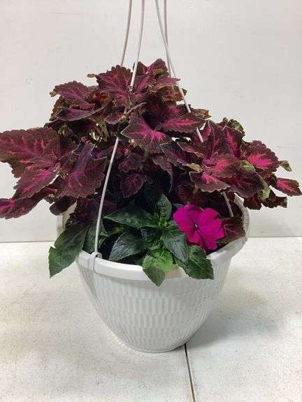10” Variety flowers in hanging basket