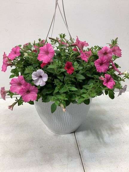 10” Variety flowers in hanging basket
