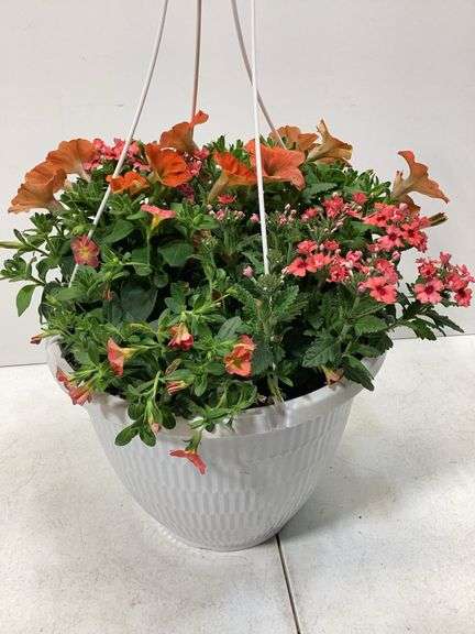 10” Variety flowers in hanging basket