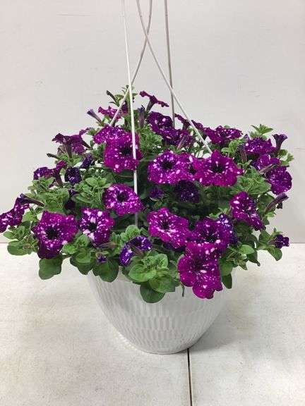 10” Variety flowers in hanging basket