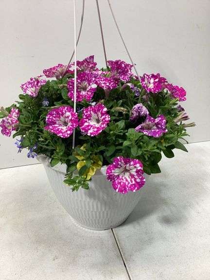 10” Variety flowers in hanging basket