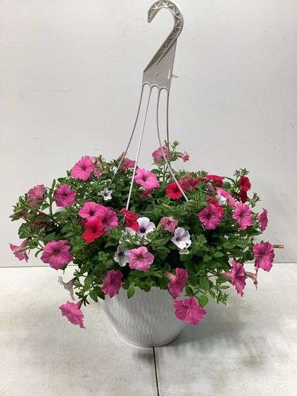 10” Variety flowers in hanging basket
