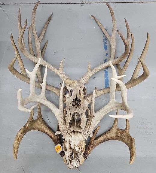 4 large Whitetail &/or Mule Deer Racks - Kramer Auction LLC