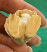 Netsuke Frog with Leaf Umbrella Ivory/Bone