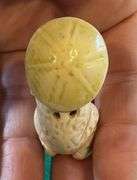 Netsuke Frog with Leaf Umbrella Ivory/Bone