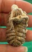 Netsuke Angora Goat Ivory/Bone