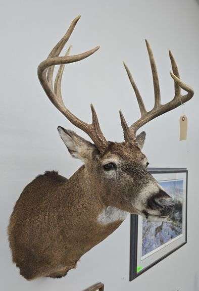10 Point Whitetail Deer Mount