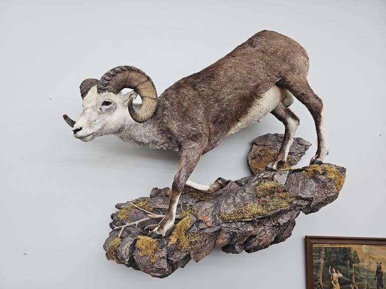 Sound Notes 9th Stone Sheep Ram Full Body Mount - Kramer Auction LLC