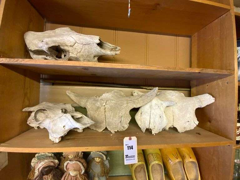 2 - Cow Skulls, 3 Partial Buffalo Skulls