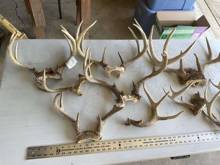 Deer Shoulder Blade For Crafts Real Deer Shoulder Blade Bone