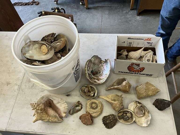 Comercial Shell Rocks Shells and rocks - Legacy Auction Company