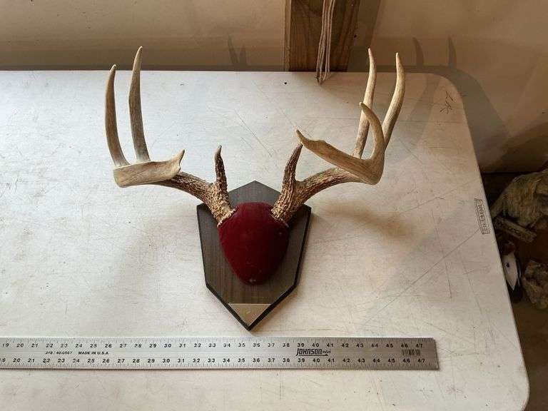Deer mount