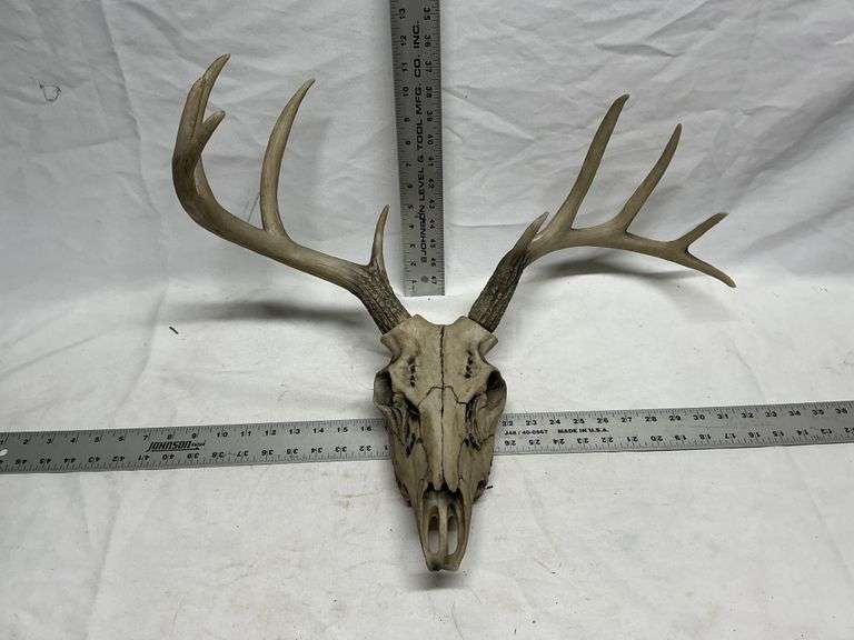 Skull