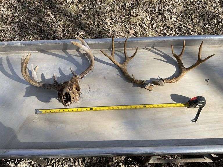 Deer antlers and skull
