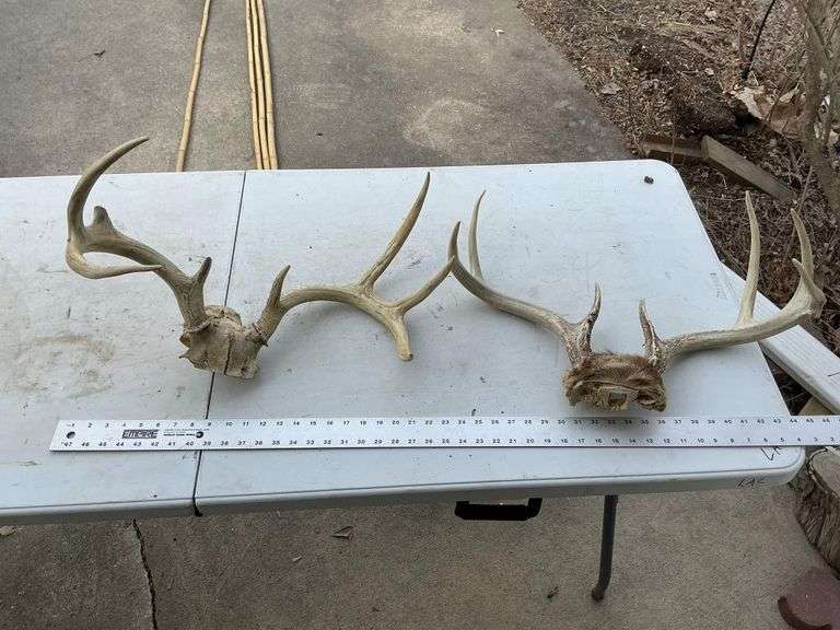 White tailed deer antlers
