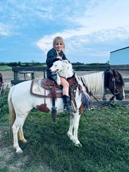 Lil’ Annie – 10 year old Pony Mare