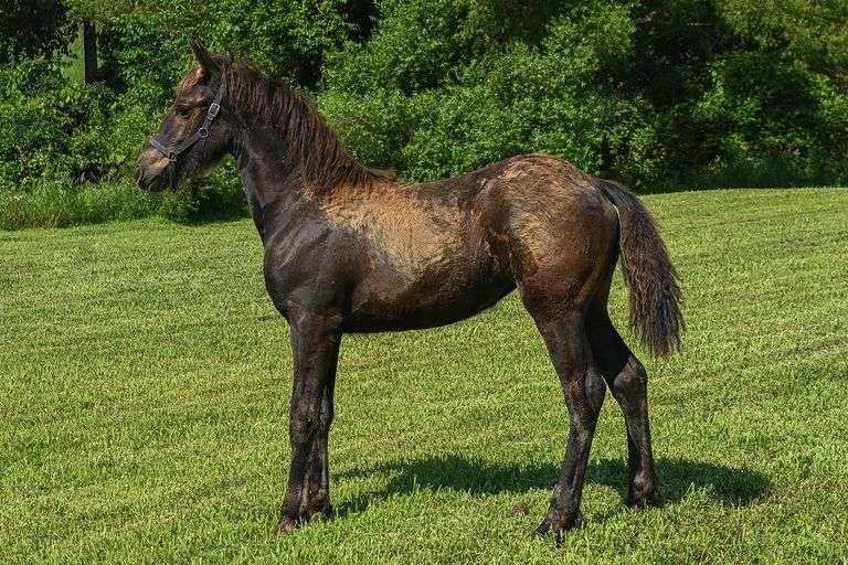 Black Friesian – Foal Friesian Filly