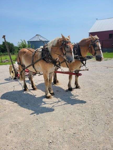 Tater and Tot – 4 year old, 2 year old Belgian Geldings
