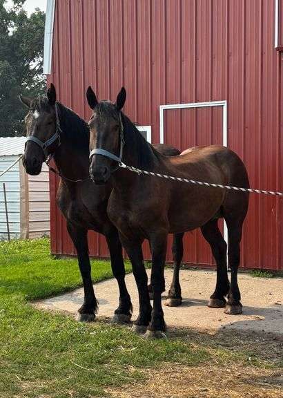 Nettie & Kate – Team of 5 & 4 year old Percheron Mares