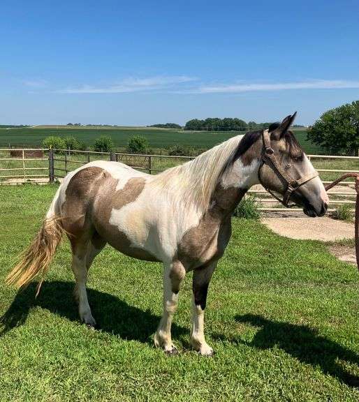 Caramel Twist – 2 year old Gypsy Cross Mare
