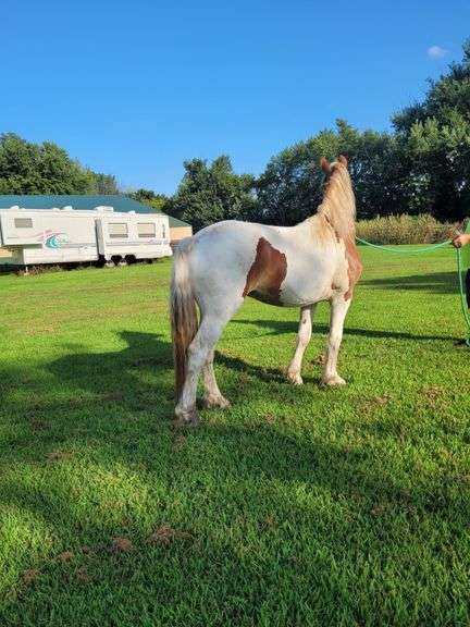 Fancy Cruz – Yearling Gypsy/Friesan SportHorse Gelding