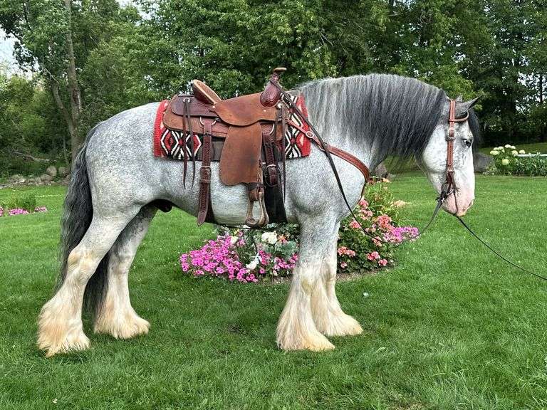 Royal – 8 year old Gypsy Vanner Gelding