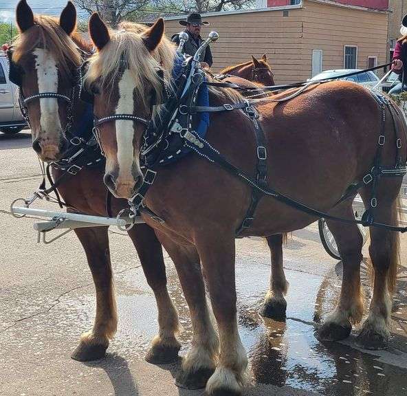 Daisy and Dolly – 14 year old, 13 year old Belgian Mares