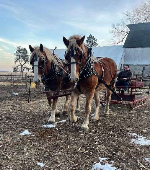 Rusty and Rowdy – 4 year old Belgian Geldings