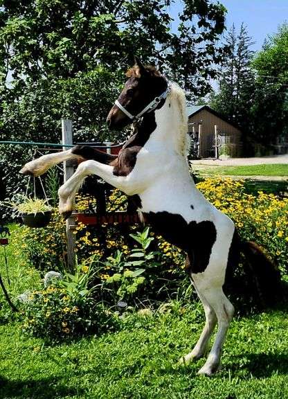 Bootleg’s Heartbreaker Fan Draco – Foal Gypsy Cross Colt