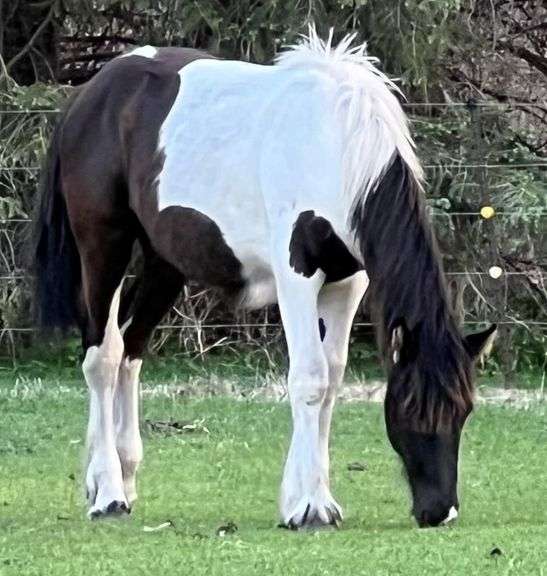 DOLLY – Yearling Gypsy Vanner Filly