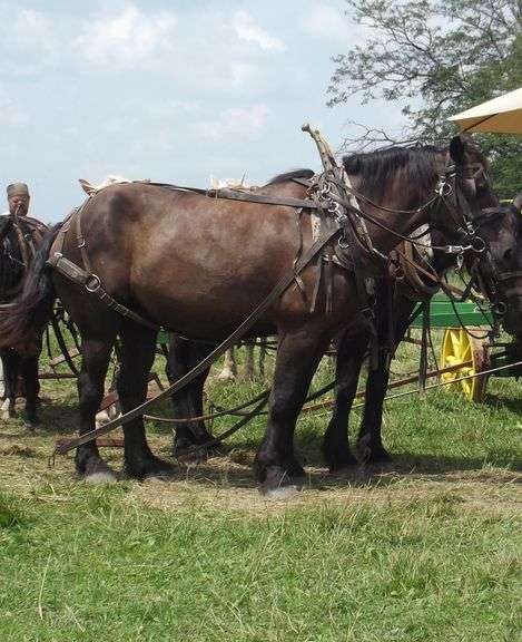 Thursday, October 2nd - Horse Auction