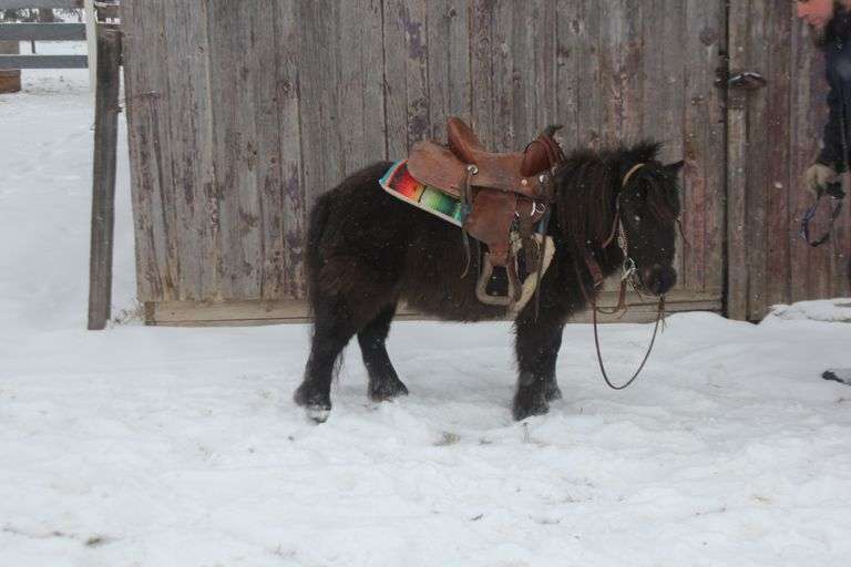 Teddy Bear, a 6 yr old Black Mini Pony Gelding