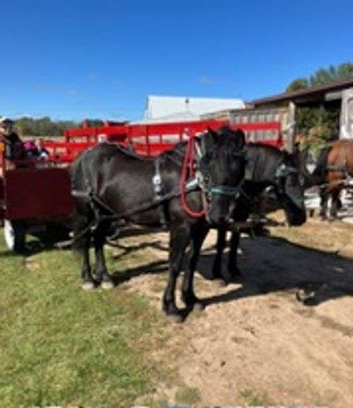 Molly, a 8 yr old black Fries Morg Perch mare
