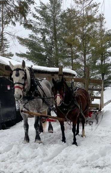 Quincy is a 13 yr old Grey Percheron Mare
