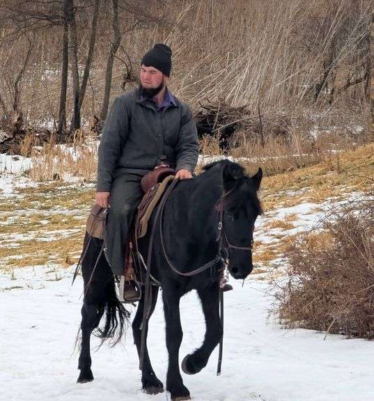 Vortex, a Registered 4yr old Black Friesian Mare