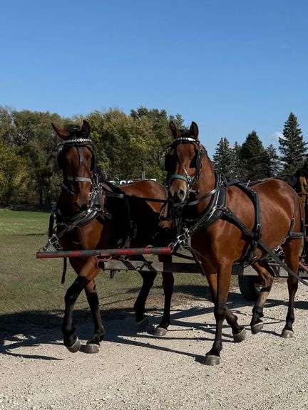 Melanie is 3 year old Bay Friesian Crossbred Mare