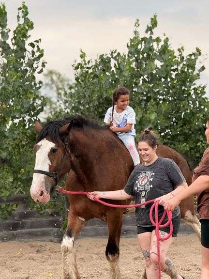 KDJ's Jake, an 8 yr old bay Clydesdale gelding