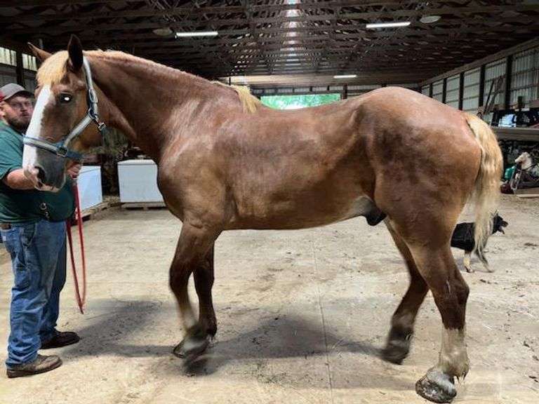Diamond's Champ, reg7yr old sorrel Belgian gelding