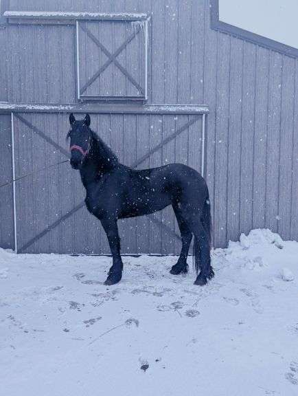 DixiAnna, a 4 yr old black Friesian Cross mare