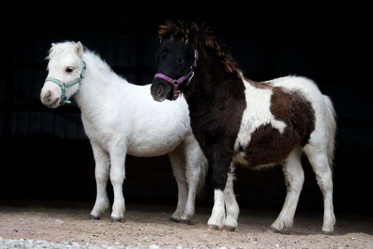 Rouse's He's Got the Spotz, yearling mini Horse