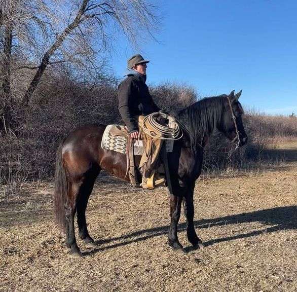 Velvet, a 6 yr old black Friesian QH mare