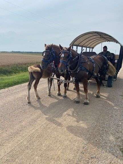 Ned is a 5 year old Brown Belgian Gelding