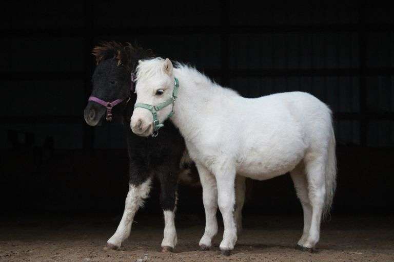 Rouse's Butter My Biscuits, yearling mini horse
