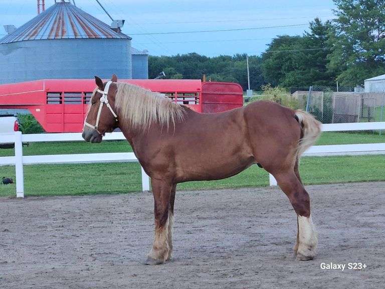 Sammy, a 6 yr old sorrel Belgian gelding