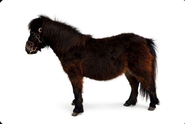 Twilight, a 2 yr old bay miniature horse mare