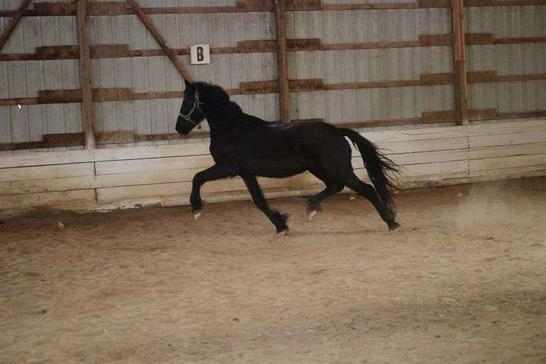 Velour, 4 yr o Registered Black Friesian Mare