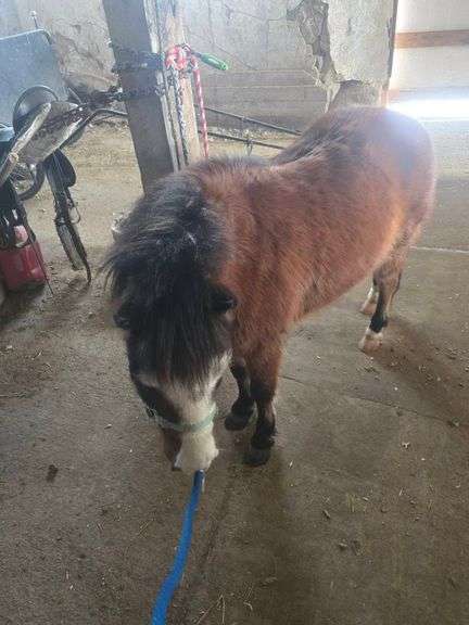 Blue Jay, a 6 yr old bay American Mini gelding