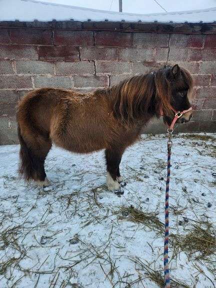 Chip is a 7yr old Grulla Pony Gelding