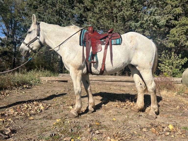 Stella, a 17 yr old grey Percheron mare