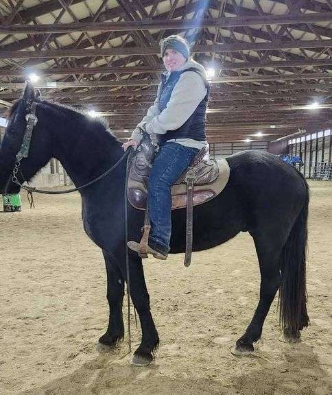 Tacoma, a reg 4yr old Black Friesian Gelding